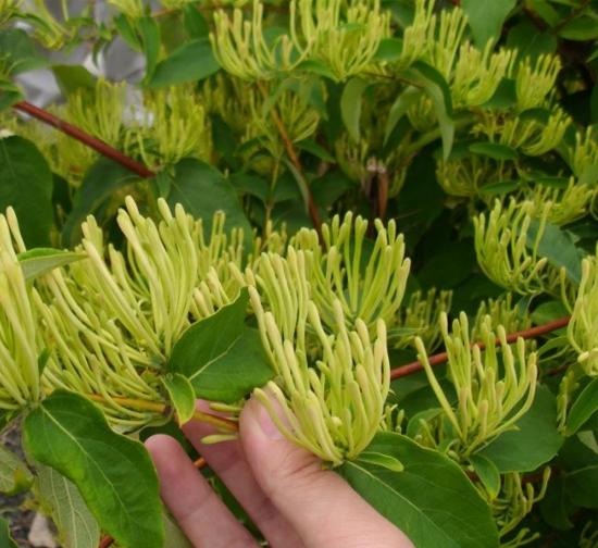 山西菊花种植基地